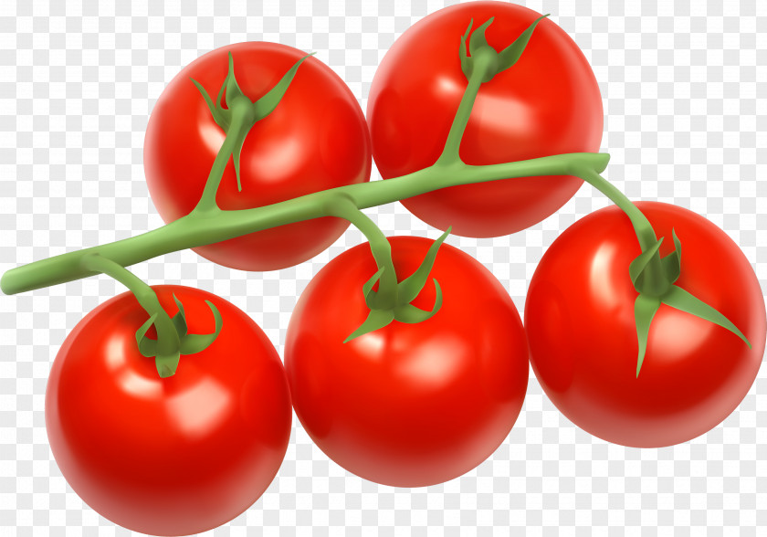 Marson Una Clip Art Cherry Tomato Bush Vegetable PNG