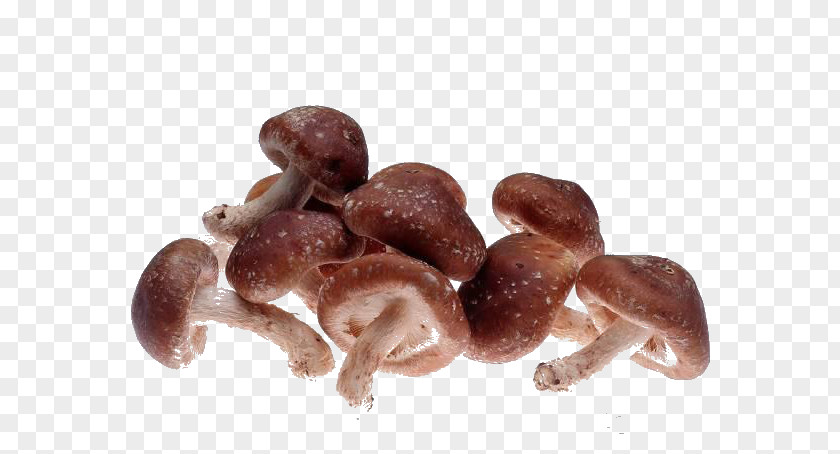 Mushroom Morchella Esculenta Shiitake Fungus Oyster PNG