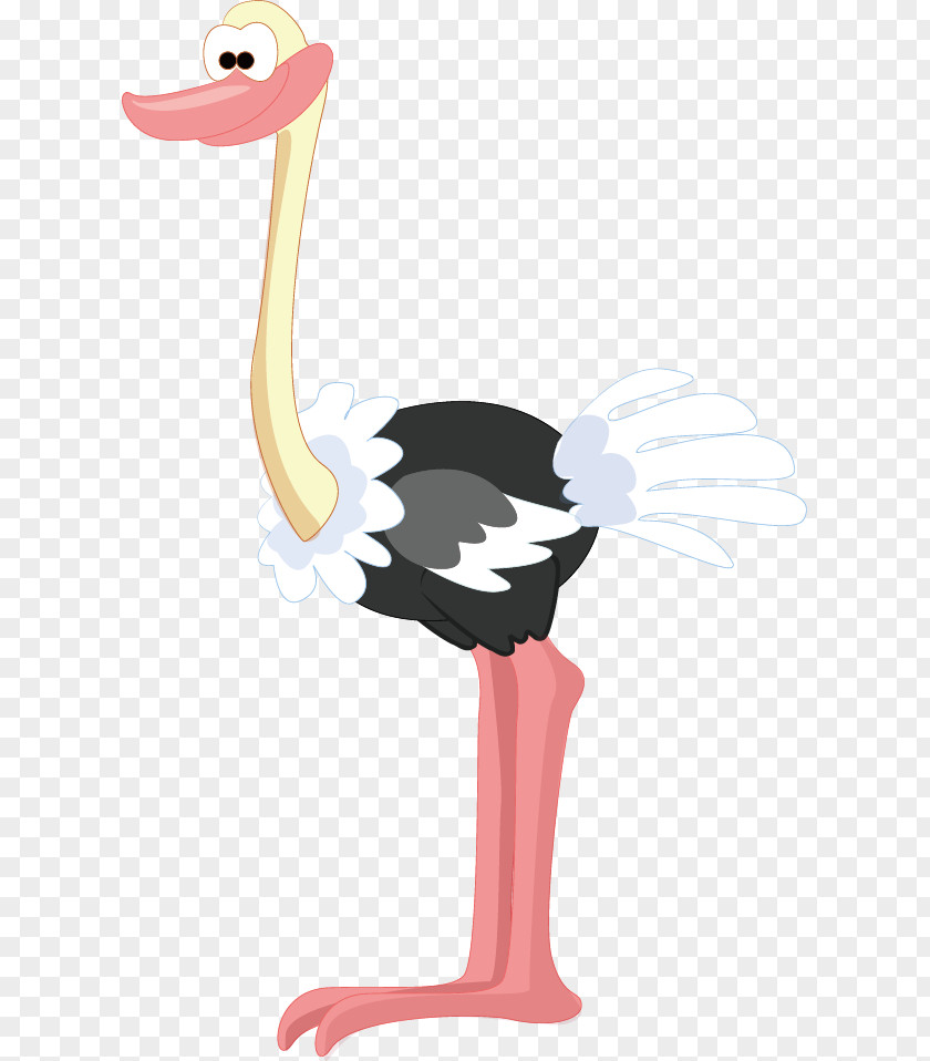 Ostrich Common Bird Animal Illustration PNG