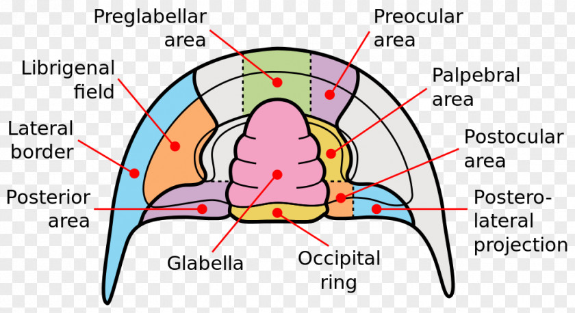 Trilobite QAPF Diagram Cephalon Glabella PNG