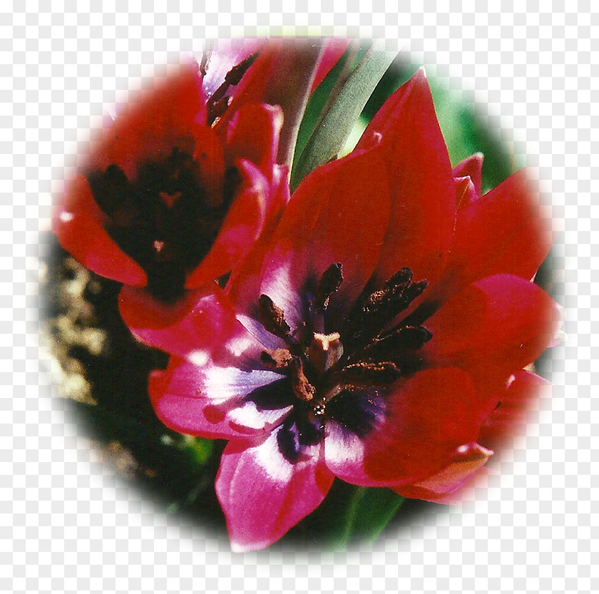 Tulip Essence Flower Intuition Birth PNG