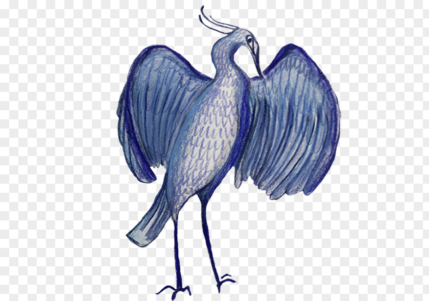 Bird Flightless Drawing Feather PNG