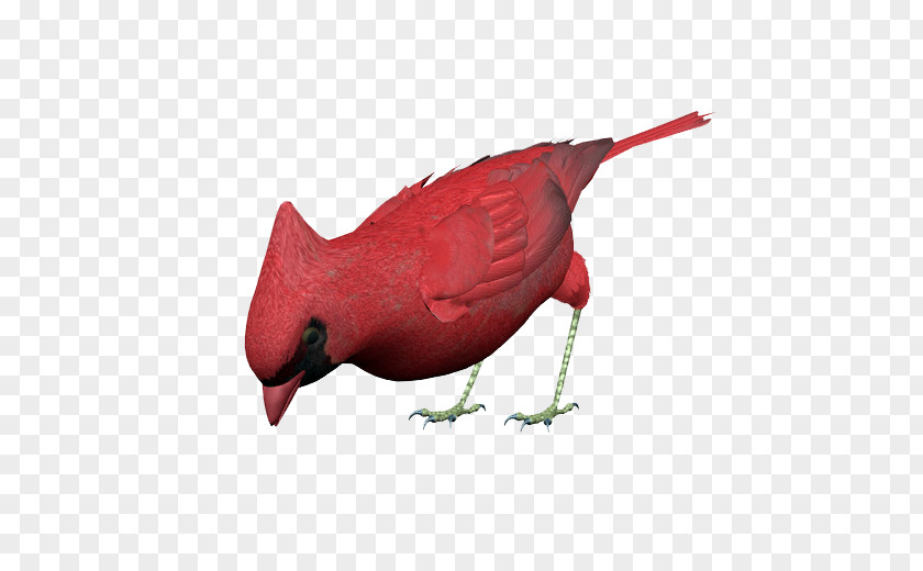 Cartoon Bird Red Vinaceous Rosefinch PNG