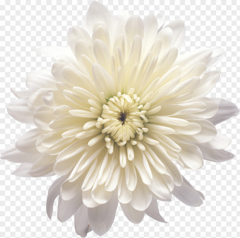 Cartoon Creative Decorative Floral Flowers Chrysanthemum Xd7grandiflorum Flower White Clip Art PNG