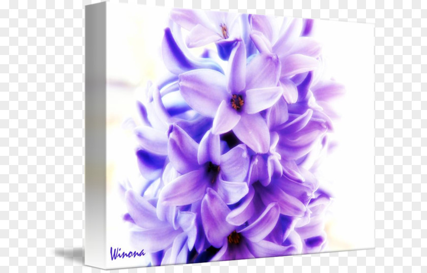 Flower Hyacinth Floral Design Cut Flowers Petal PNG