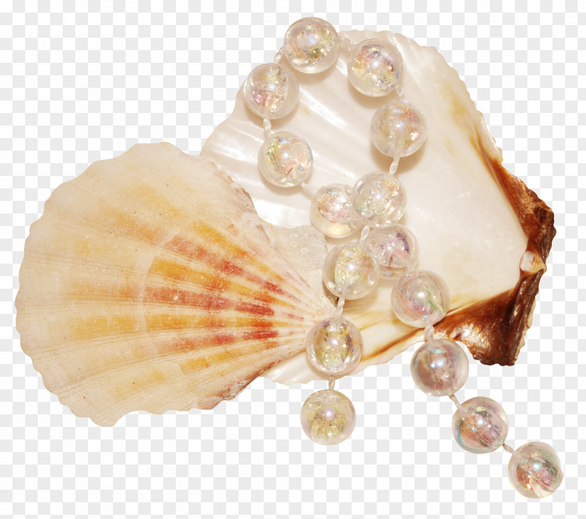 Pearl Shell Seashell Mollusc PNG