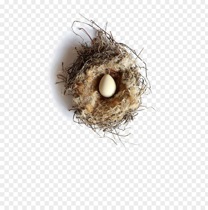 Creative Nest Bird Western Foundation Of Vertebrate Zoology Egg PNG