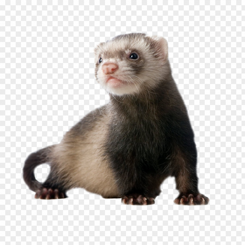 Ferret Cat European Pine Marten Mustelinae Dog PNG