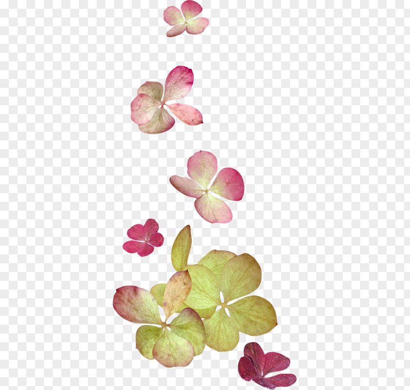 Flower Image Clip Art Painting PNG