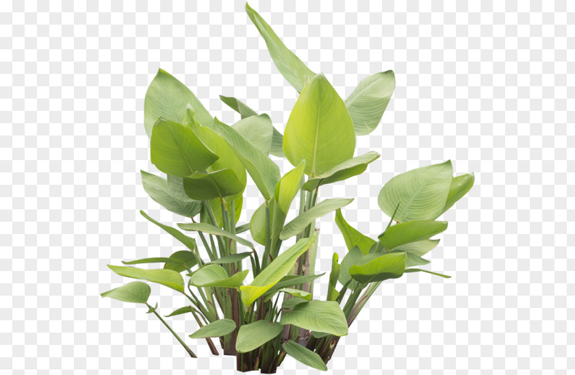 Plant Leaf Herbalism Stem PNG