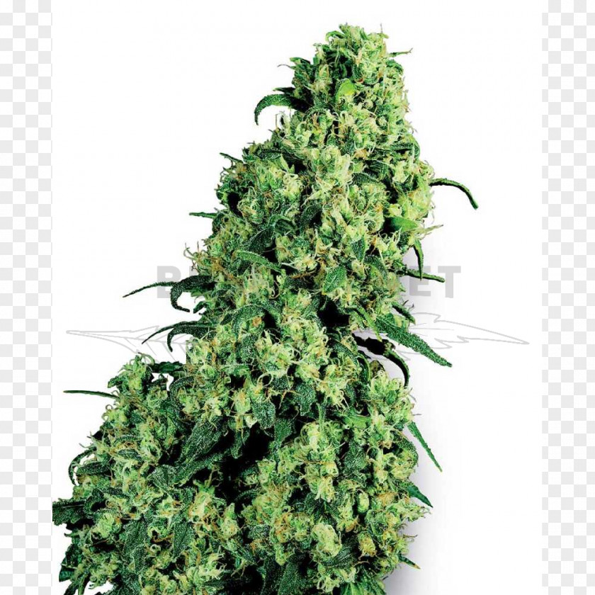 Seed Skunk Cannabis Sativa Marijuana PNG