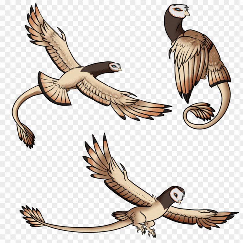 Ap Illustration WILDLIFE (M) Bird Beak Feather Clip Art PNG