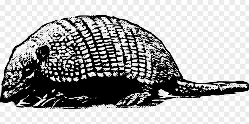 Armadillo Clipart Clip Art PNG