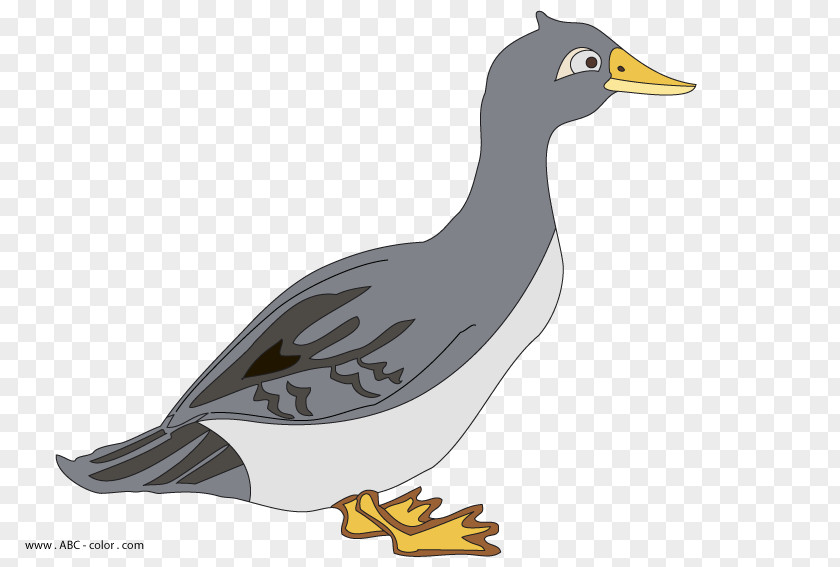 Duck Goose Anser Drawing Clip Art PNG