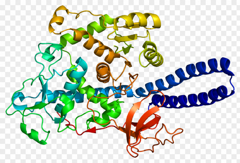 FUT8 Fucosyltransferase Protein FUT2 Fucosylation PNG