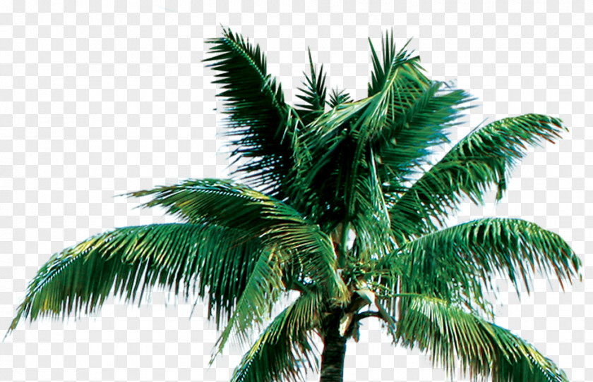 Tree Coconut Arecaceae PNG