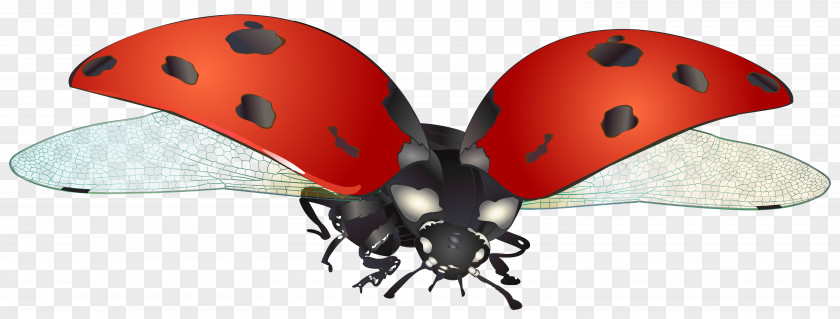 Flying Ladybug Clip Art Image Ladybird PNG