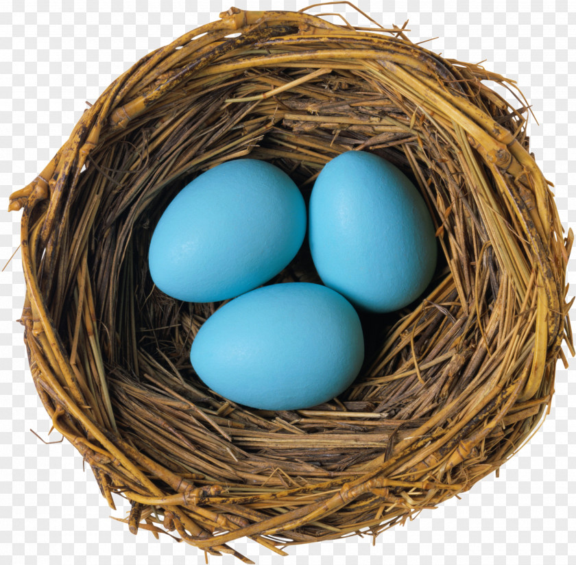 Nest,Eggs Bird Nest Egg PNG