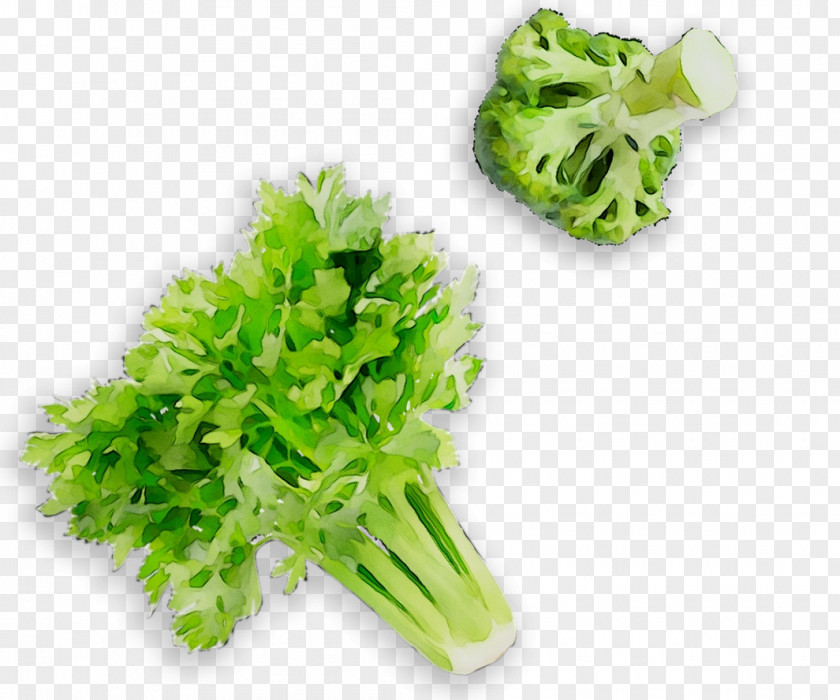 Parsley Lettuce PNG
