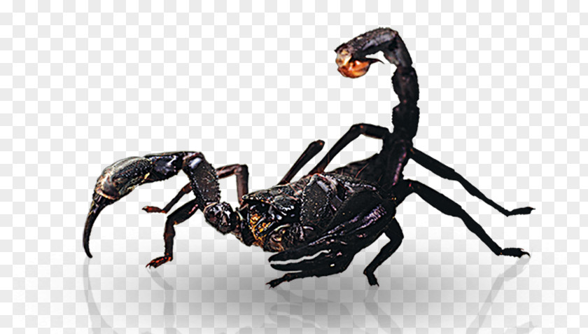 Scorpion Bites Insect Pest PNG