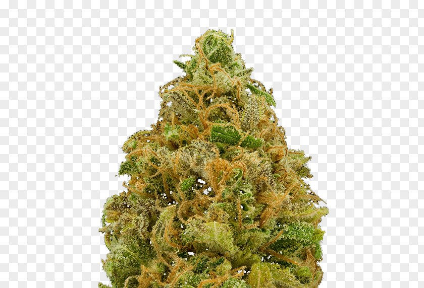 Cannabis Hemp PNG