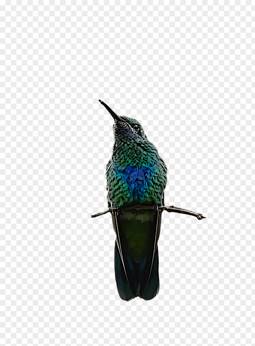 Feather PNG