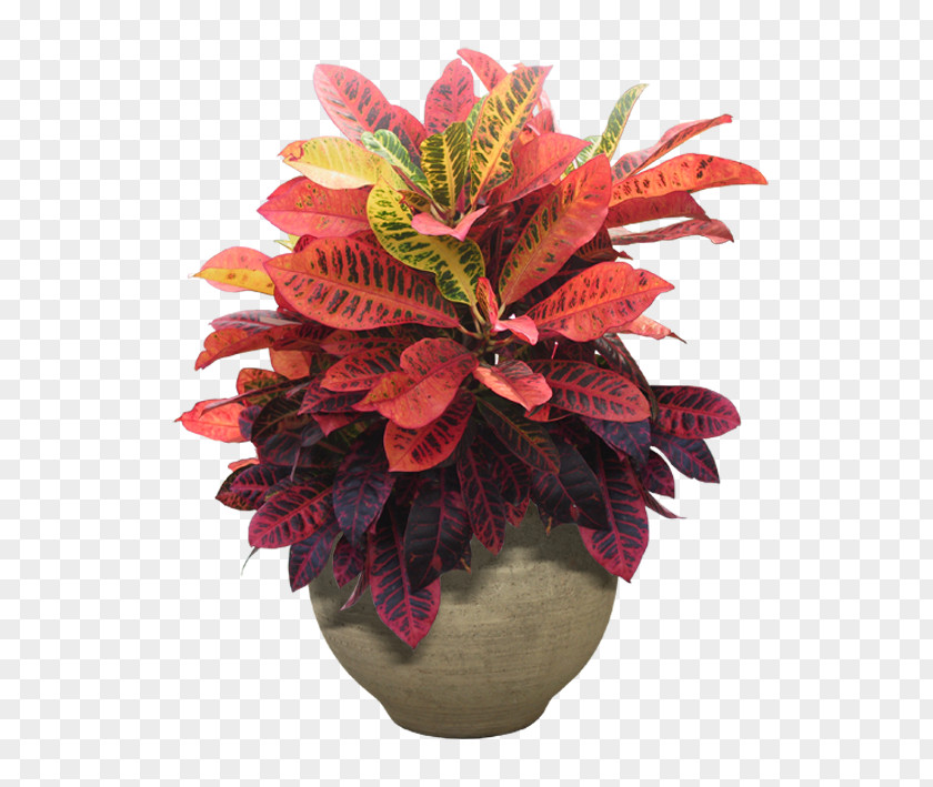 Small Potted Plants Houseplant Flower Tree PNG