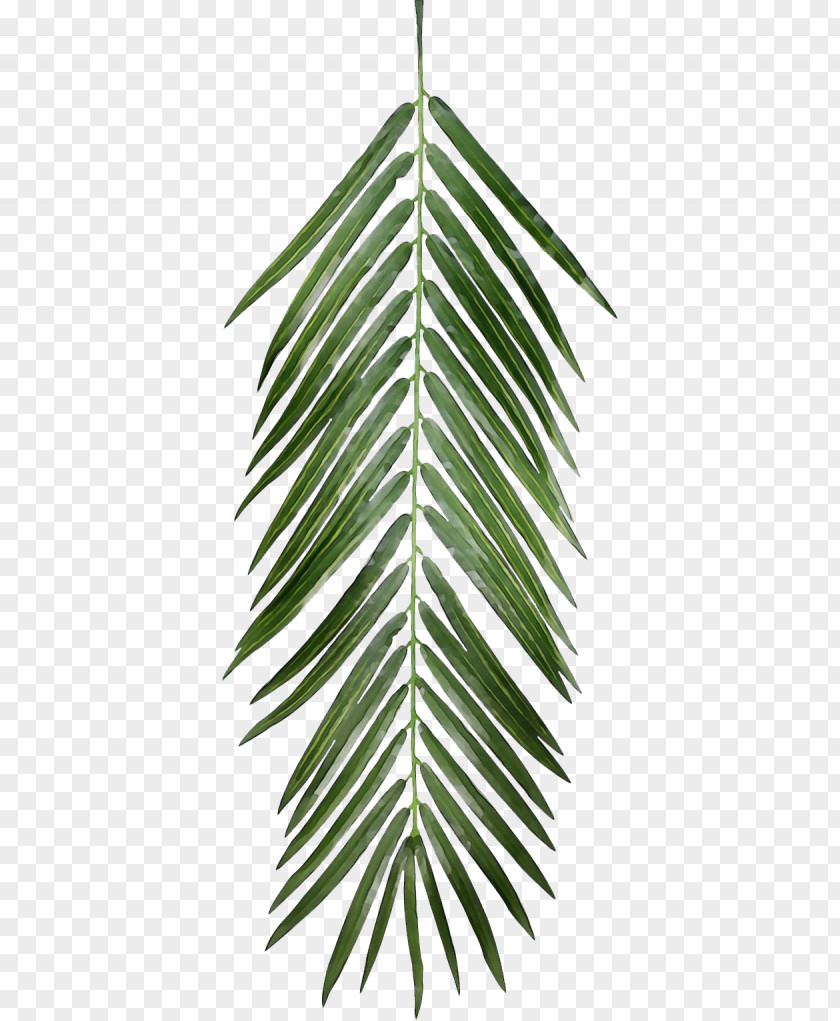 Transparency Leaf Palm Trees Clip Art PNG