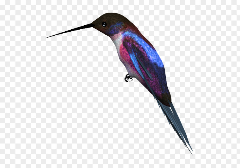 Birds Hummingbird Kingfisher PNG