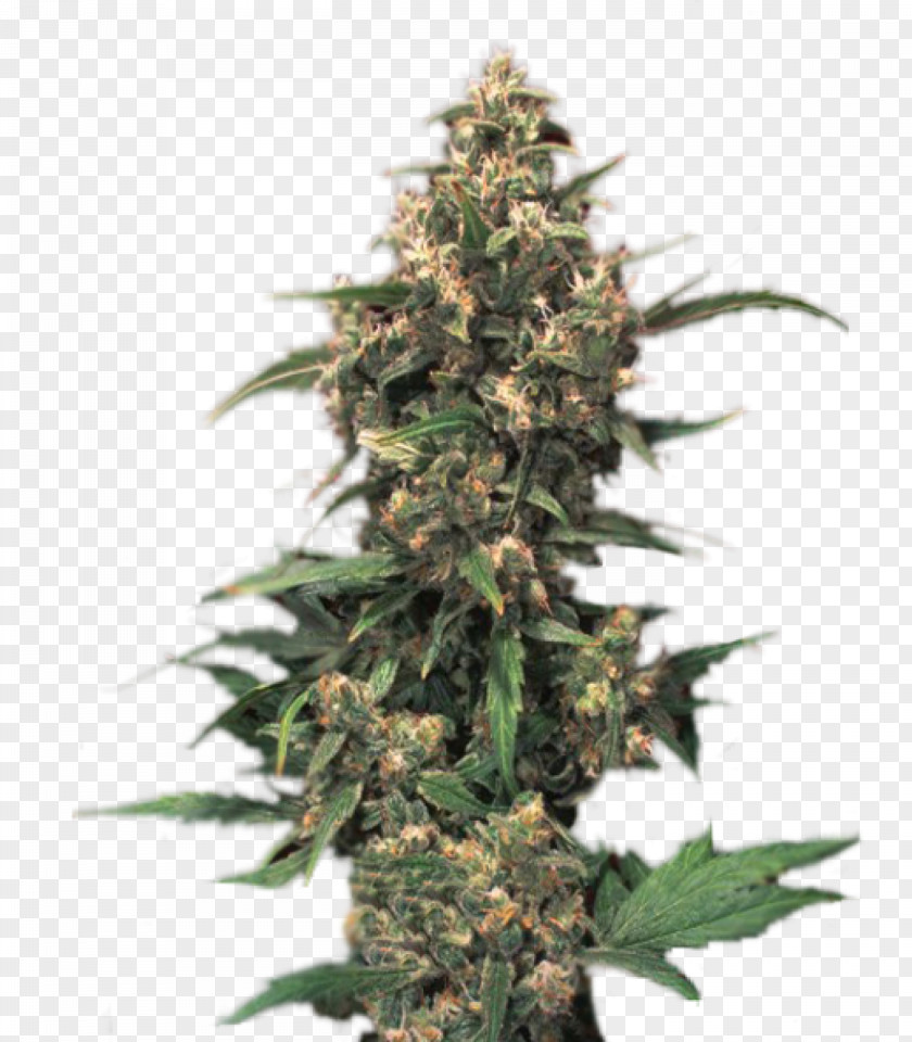 Cannabis Medical White Widow Seed Bank PNG