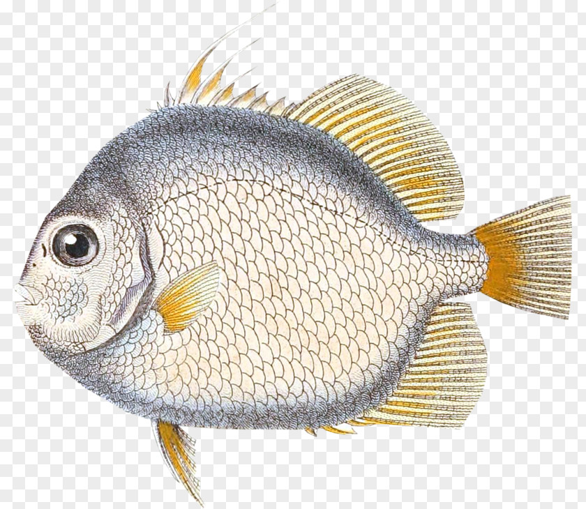 Fish Tilapia Vertebrate PNG