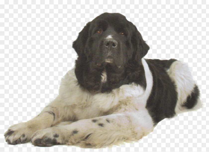 Golden Retriever Landseer Dog Newfoundland Chesapeake Bay Labrador PNG