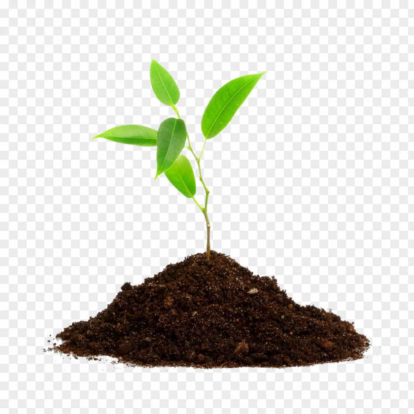 Green Tea Tree Planting Root Seedling PNG