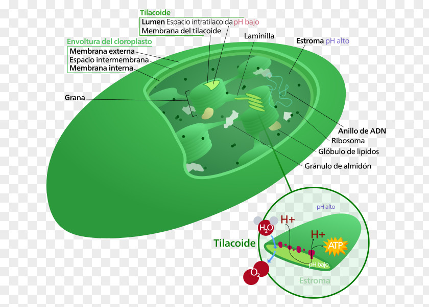 Plant Chloroplast Thylakoid Granum Cell PNG