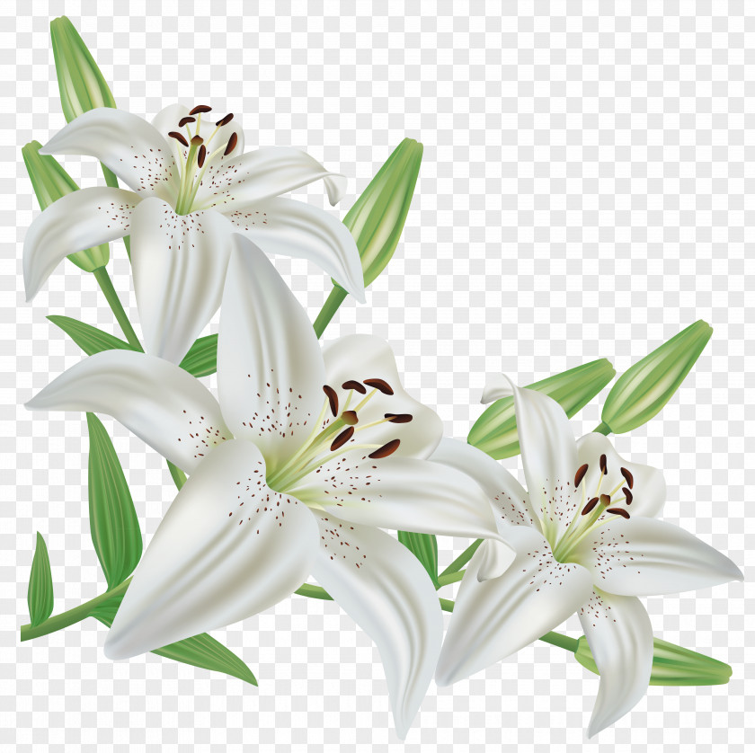 White Lilium Clipart Picture Candidum Flower Easter Lily Arum-lily Clip Art PNG