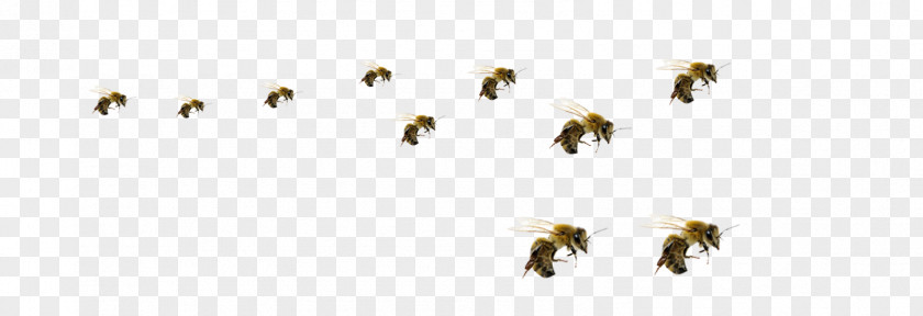 Bee Honey Hornet Insect Beehive PNG