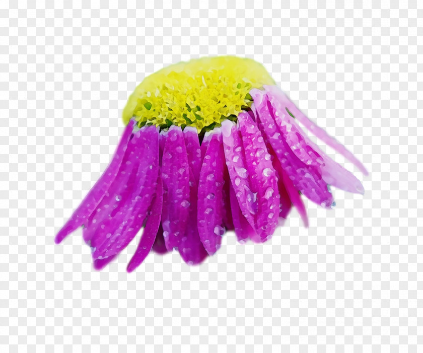 Purple Violet Yellow Pink Plant PNG