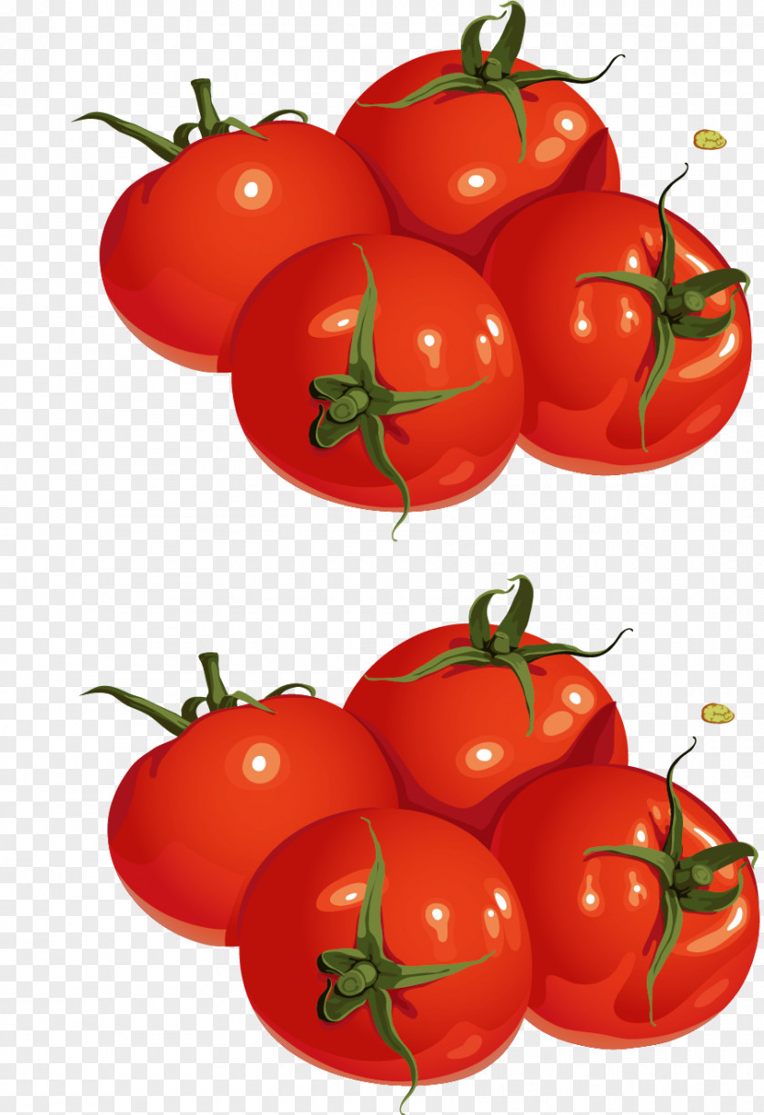 Tomato Vector Plum Cherry Bush Drawing PNG