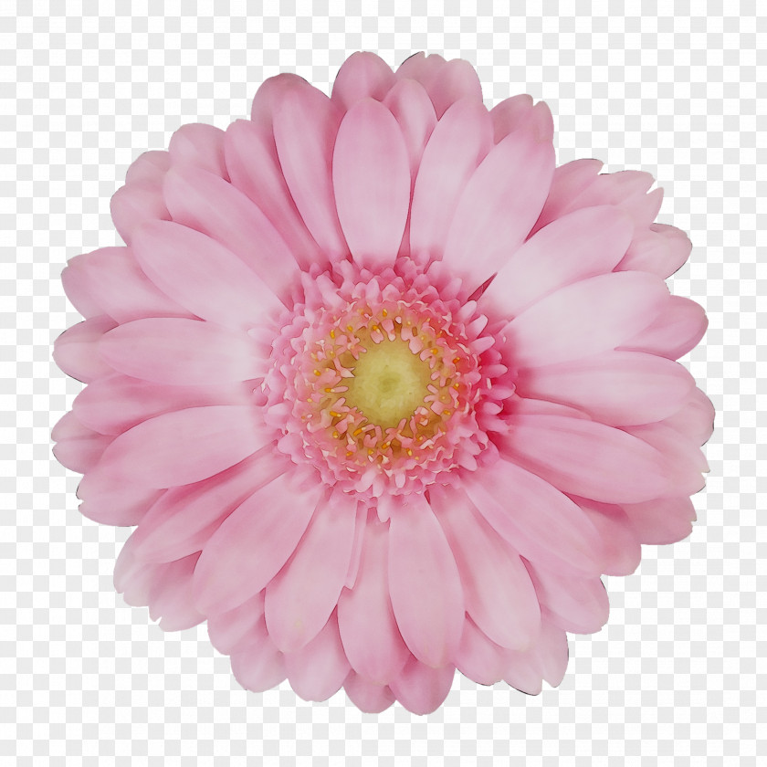 Transvaal Daisy Cut Flowers Chrysanthemum 2019 BMW 3 Series PNG