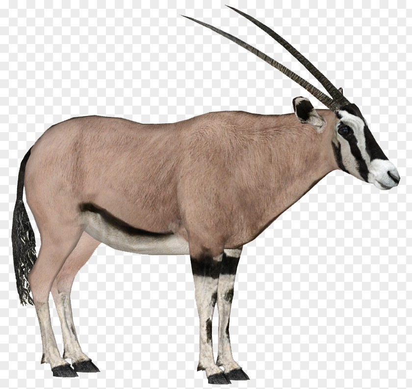 Gemsbok East African Oryx Antelope Arabian Fringe-eared PNG