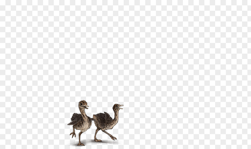Ostrich Duck Water Bird Chicken Flightless PNG