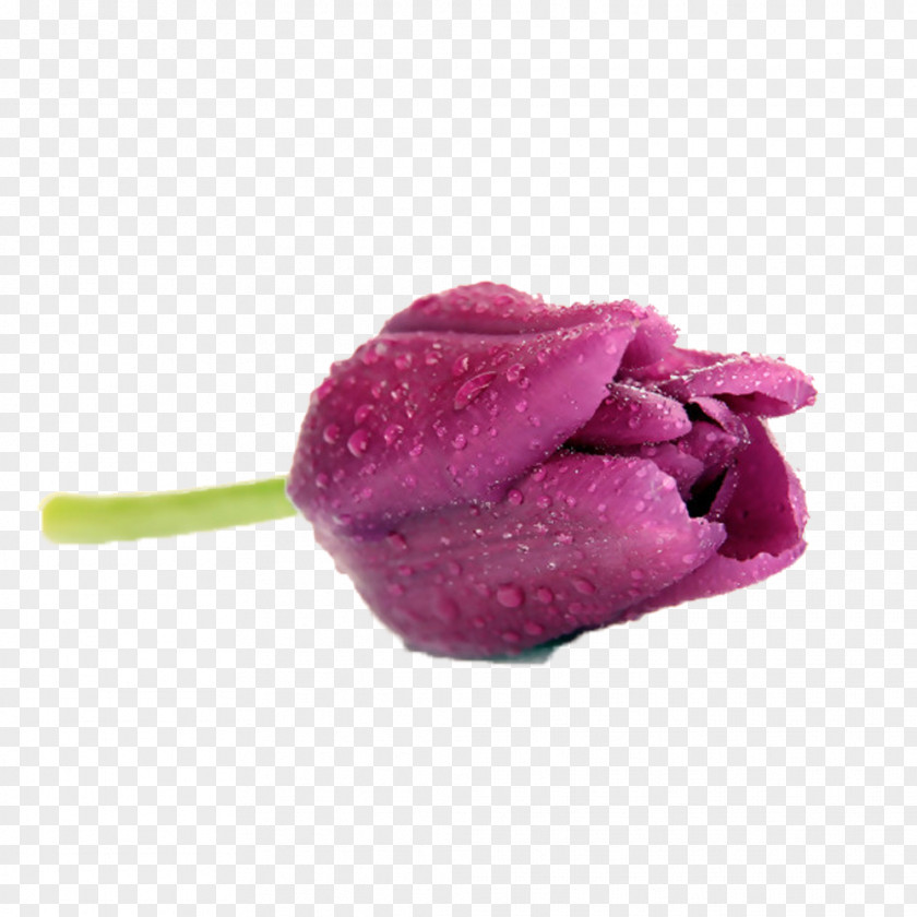 Purple Tulip Picture Material Flower PNG