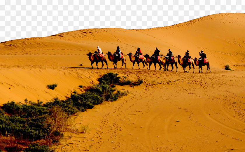 Desert Camel With People Dromedary Sahara Nalatizhen Gobi Erg PNG