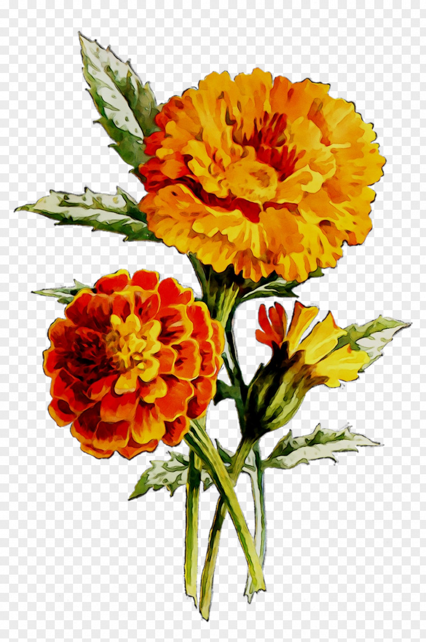 English Marigold Floral Design Oil Cut Flowers Huile De Noyaux PNG