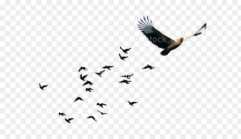 Group Of Birds Bird Goose Flock PNG