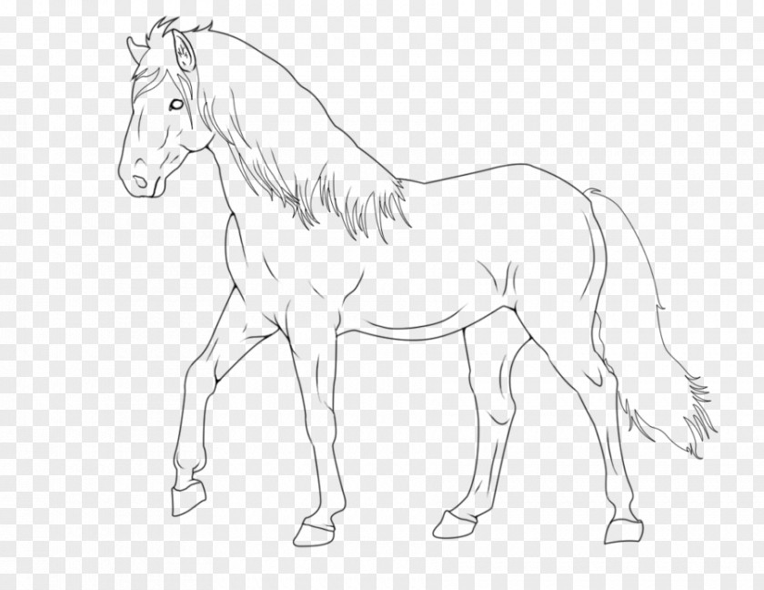 Horse Western Mane Foal Mustang Stallion Bridle PNG