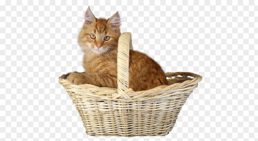 A Cat Kitten On Cats Whiskers PNG