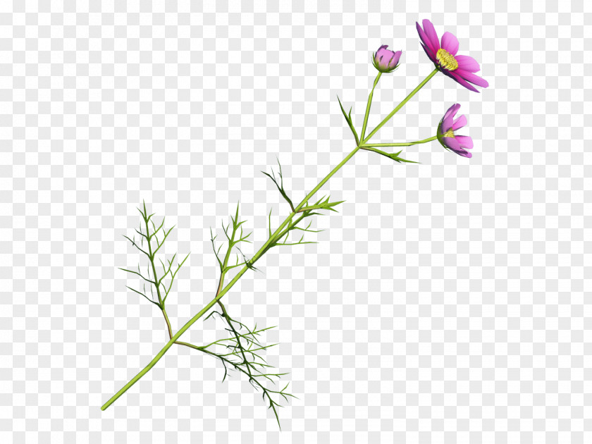 Cosmos Flowering Plant Stem Purple Leaf PNG
