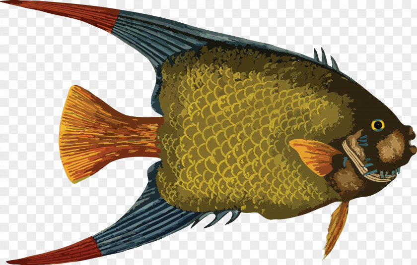 Fish Drawing Art Clip PNG