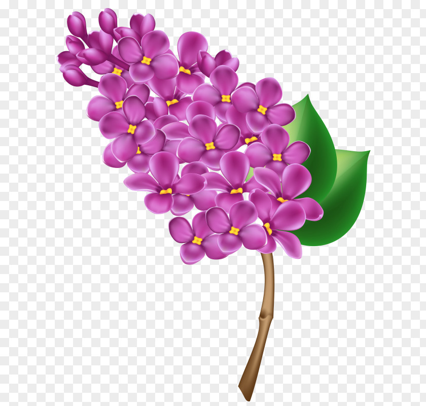 Mexican Lilac Clip Art Common Free Content Openclipart PNG